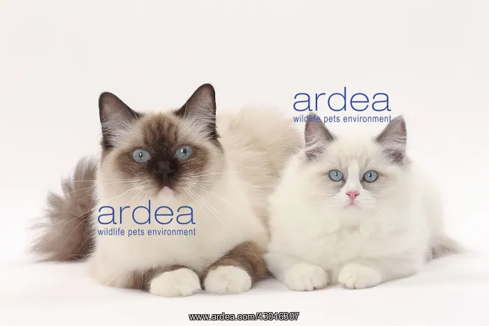  : Cat Ragdolls