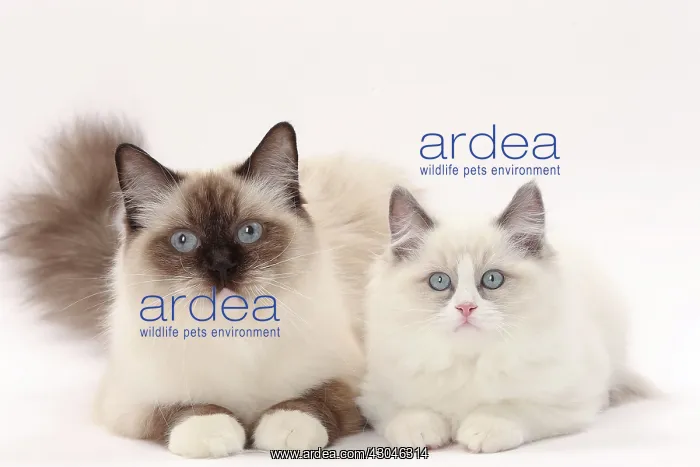  : Cat Ragdolls