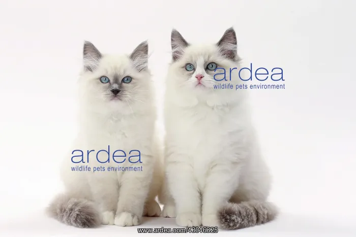  : Cat Ragdolls