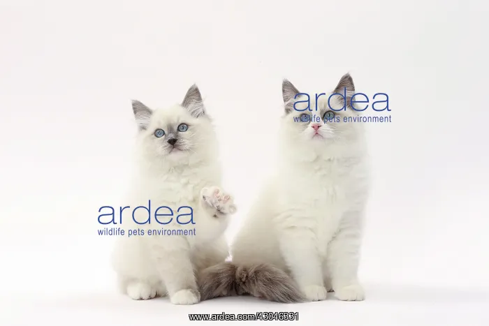  : Cat Ragdolls