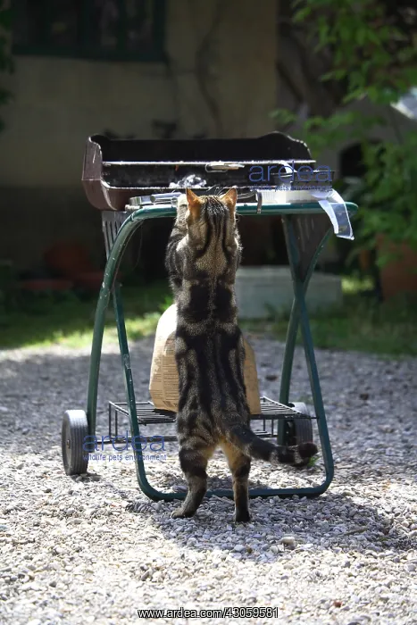 : Cat raised on a barbecue in a garden : Cat raised on a barbecue in a garden