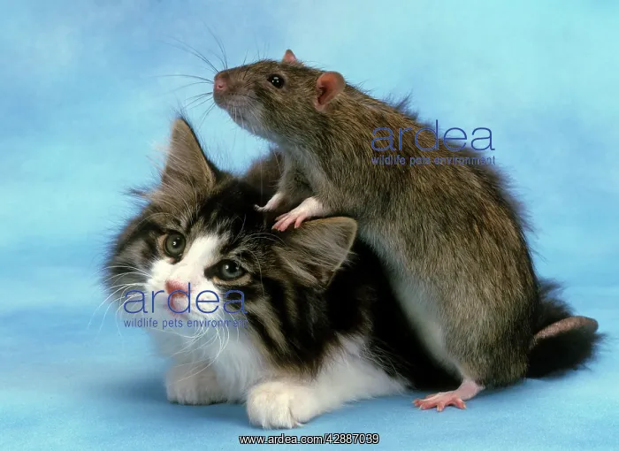  : Cat and Rat together