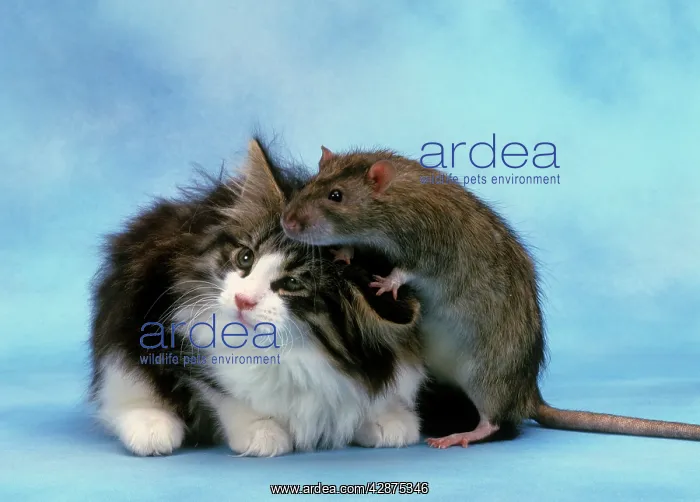 : Cat - with rat climbing on cat's head : Cat - with rat climbing on cat's head