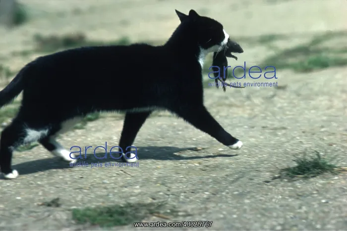 : CAT - with rat in mouth : CAT - with rat in mouth
