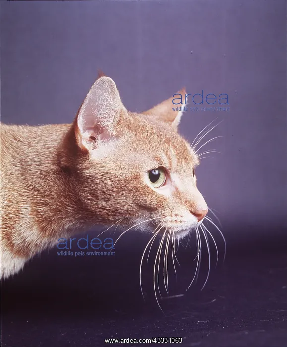 : CAT - Red Abyssinian, close-up of head : CAT - Red Abyssinian, close-up of head