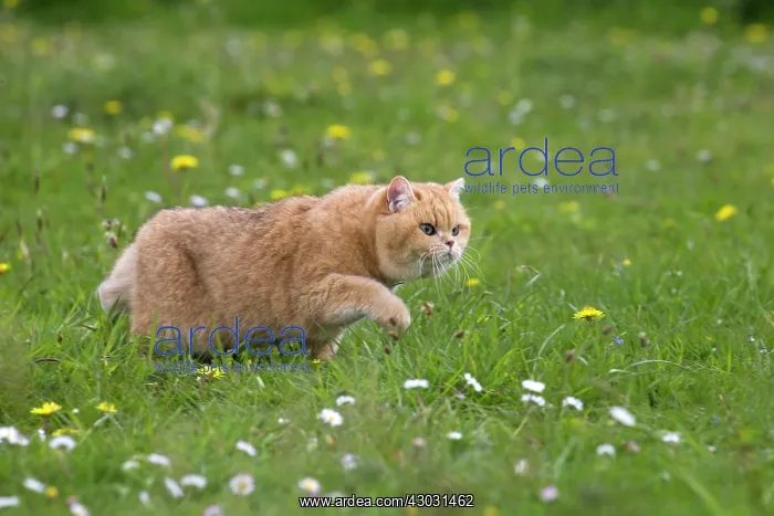: Cat Red British Shorthair in daisies and dandelions. stalking : Cat Red British Shorthair in daisies and dandelions. stalking