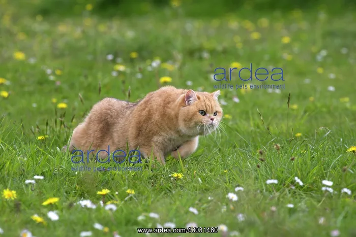 : Cat Red British Shorthair in daisies and dandelions. stalking : Cat Red British Shorthair in daisies and dandelions. stalking