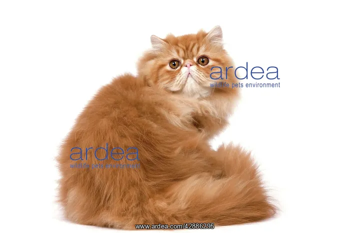  : Cat - Red Persian