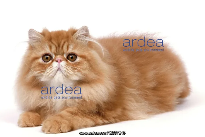  : Cat - Red Persian