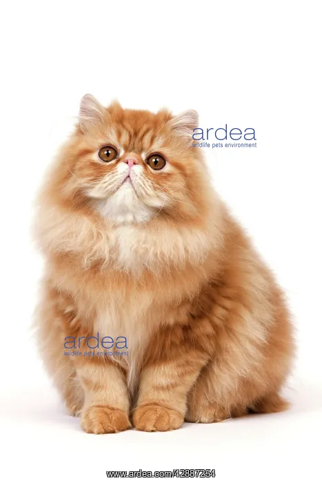  : Cat - Red Persian