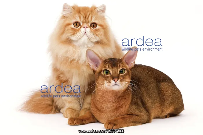 : Cat - Red Persian & ruddy Abyssinian in studio : Cat - Red Persian & ruddy Abyssinian in studio