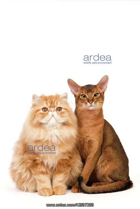 : Cat - Red Persian & ruddy Abyssinian in studio : Cat - Red Persian & ruddy Abyssinian in studio