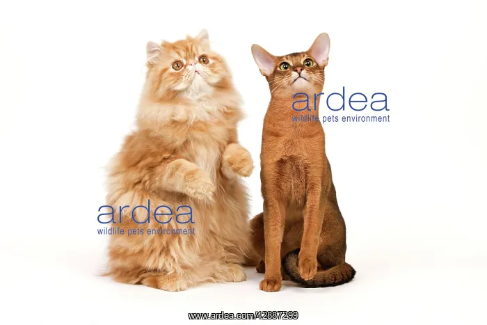: Cat - Red Persian & ruddy Abyssinian in studio : Cat - Red Persian & ruddy Abyssinian in studio