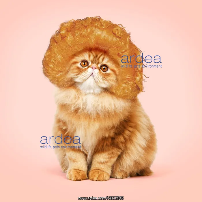 : Cat - Red Persian wearing ginger wig. Digital manipulation : Cat - Red Persian wearing ginger wig. Digital manipulation