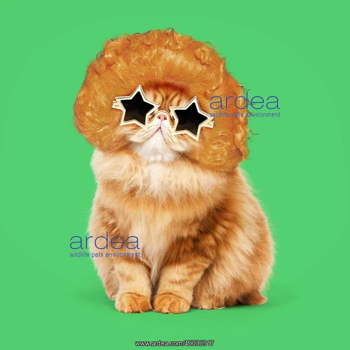 : Cat - Red Persian wearing ginger wig and gold star : Cat - Red Persian wearing ginger wig and gold star