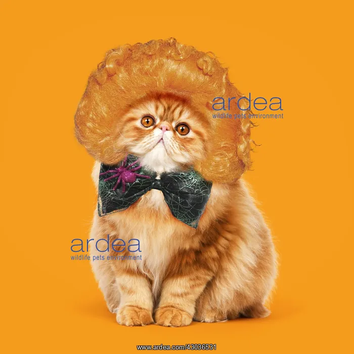 : Cat - Red Persian wearing ginger wig and halloween bow : Cat - Red Persian wearing ginger wig and halloween bow