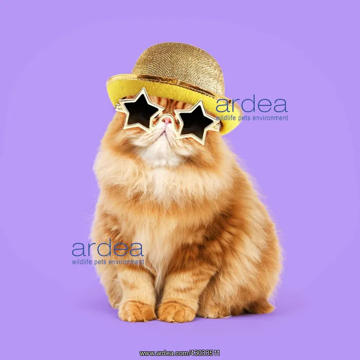 : Cat - Red Persian wearing gold star sunglasses and : Cat - Red Persian wearing gold star sunglasses and
