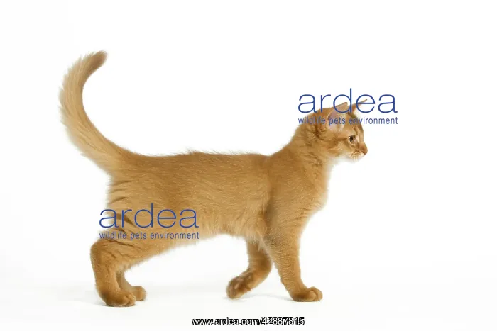 : Cat - Red Somali / long-haired Abyssinian kitten in studio : Cat - Red Somali / long-haired Abyssinian kitten in studio