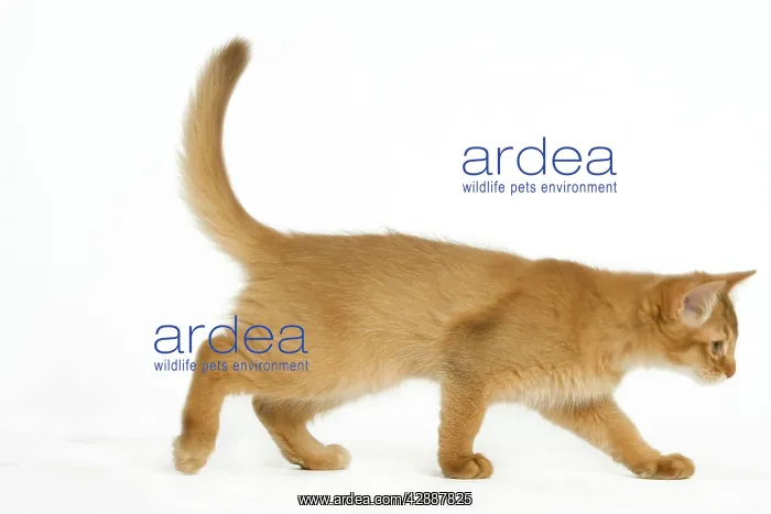 : Cat - Red Somali / long-haired Abyssinian kitten in studio : Cat - Red Somali / long-haired Abyssinian kitten in studio
