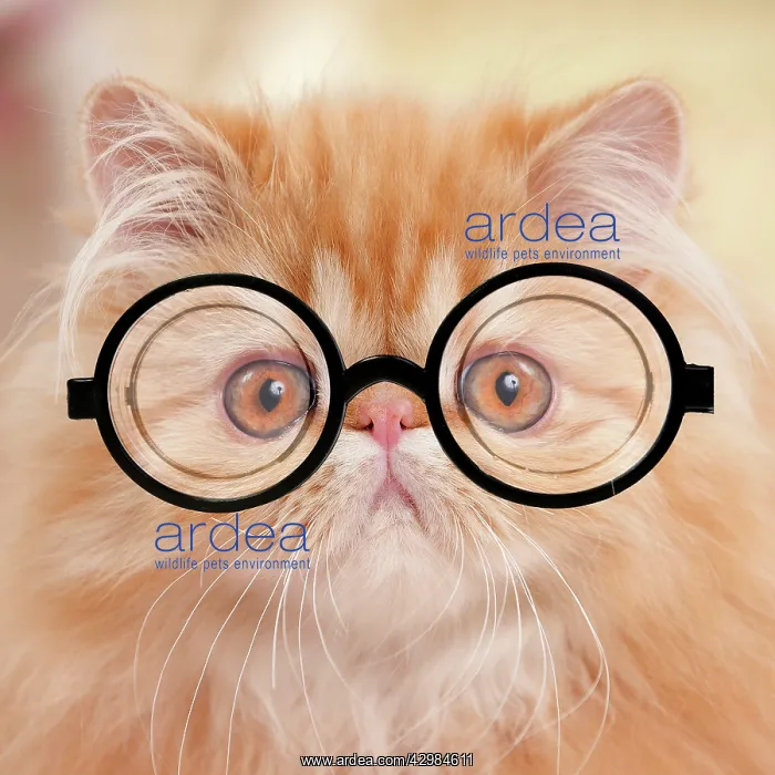 : Cat - Red Tabby Persian kitten wearing glasses : Cat - Red Tabby Persian kitten wearing glasses