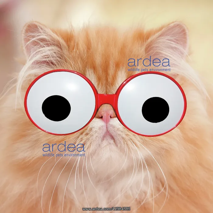 : Cat - Red Tabby Persian kitten wearing googly eye glasses : Cat - Red Tabby Persian kitten wearing googly eye glasses