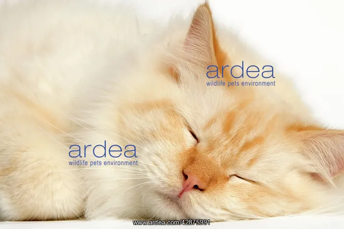  : Cat - Red Tabby sleeping