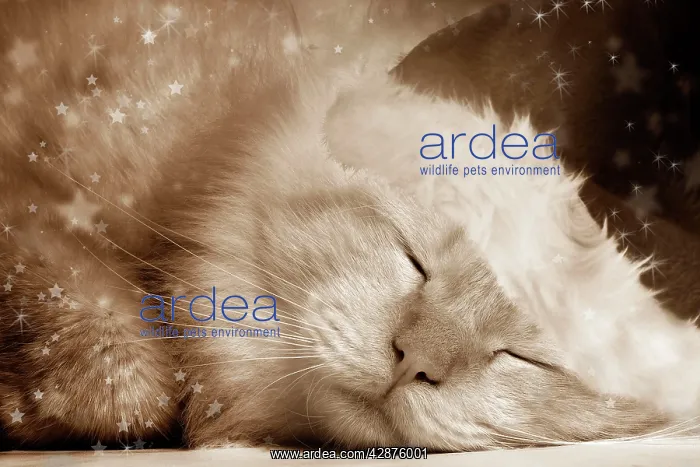: Cat - Red Tabby sleeping : Cat - Red Tabby sleeping