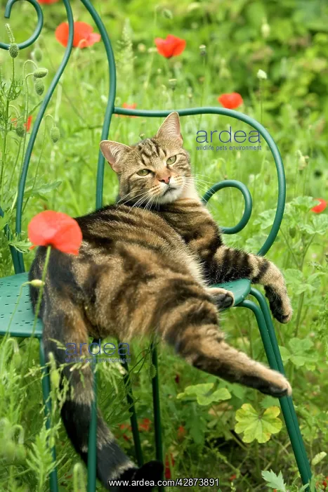 : Cat - relaxing on chair in garden : Cat - relaxing on chair in garden