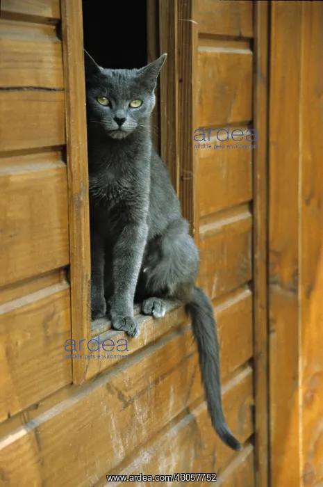 : Cat resident Refuge of Beauregard Burgundy France : Cat resident Refuge of Beauregard Burgundy France