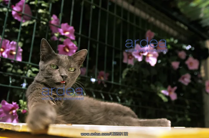 : Cat resident Refuge of Beauregard Burgundy France : Cat resident Refuge of Beauregard Burgundy France