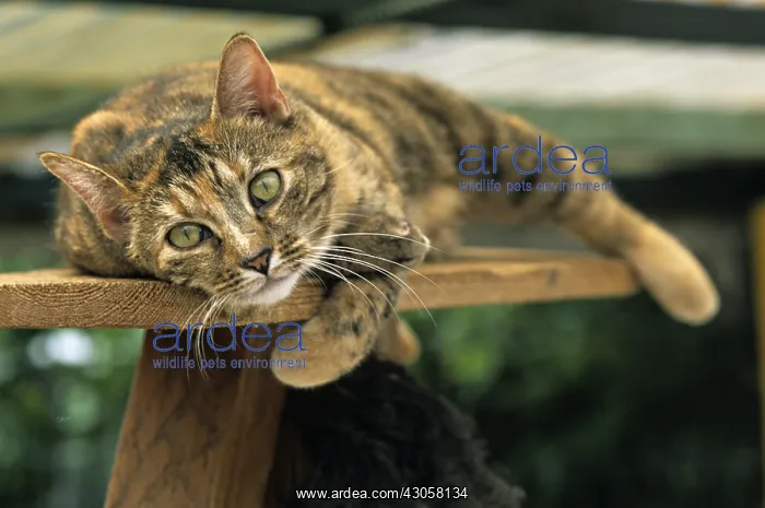 : Cat resident Refuge of Beauregard Burgundy France : Cat resident Refuge of Beauregard Burgundy France
