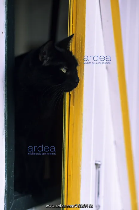 : Cat resident Refuge of Beauregard Burgundy France : Cat resident Refuge of Beauregard Burgundy France
