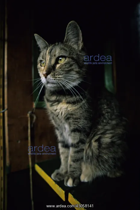 : Cat resident Refuge of Beauregard Burgundy France : Cat resident Refuge of Beauregard Burgundy France