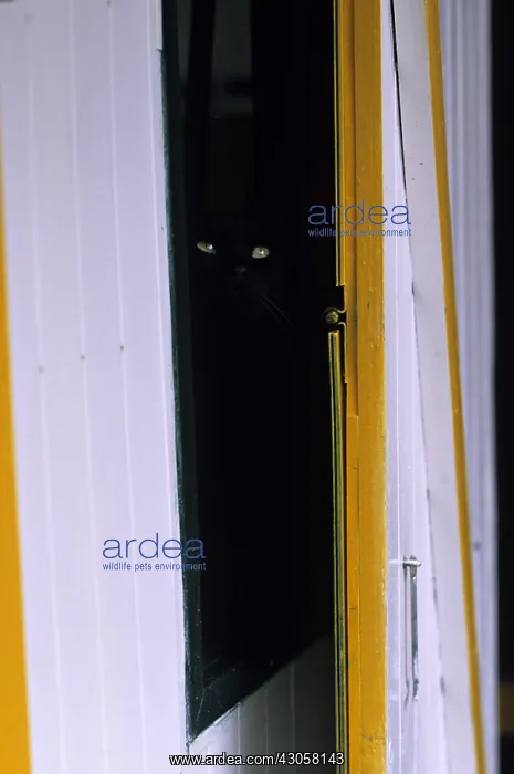 : Cat resident Refuge of Beauregard Burgundy France : Cat resident Refuge of Beauregard Burgundy France