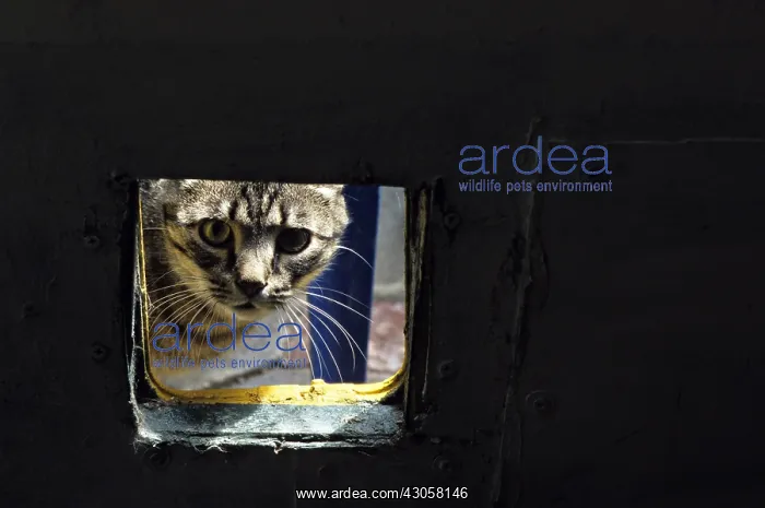 : Cat resident Refuge of Beauregard Burgundy France : Cat resident Refuge of Beauregard Burgundy France