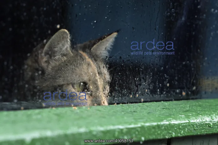: Cat resident Refuge of Beauregard Burgundy France : Cat resident Refuge of Beauregard Burgundy France