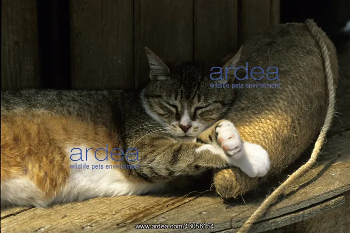 : Cat resident Refuge of Beauregard Burgundy France : Cat resident Refuge of Beauregard Burgundy France