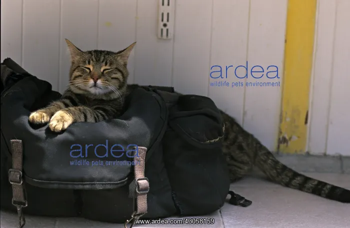 : Cat resident Refuge of Beauregard Burgundy France : Cat resident Refuge of Beauregard Burgundy France
