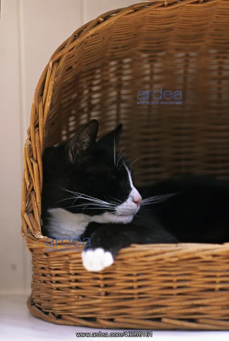 : Cat resident Refuge of Beauregard Burgundy France : Cat resident Refuge of Beauregard Burgundy France