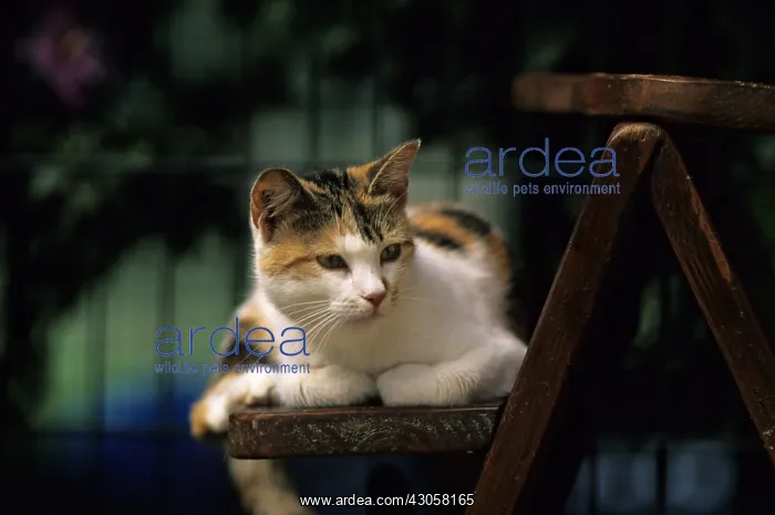 : Cat resident Refuge of Beauregard Burgundy France : Cat resident Refuge of Beauregard Burgundy France