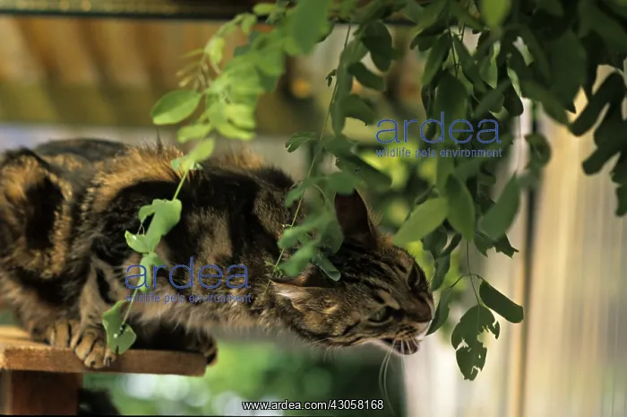 : Cat resident Refuge of Beauregard Burgundy France : Cat resident Refuge of Beauregard Burgundy France