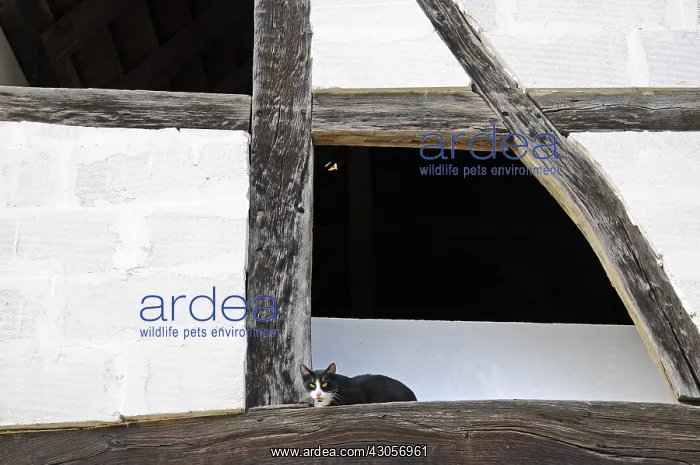 : Cat resting on a beam of a timbered house France : Cat resting on a beam of a timbered house France