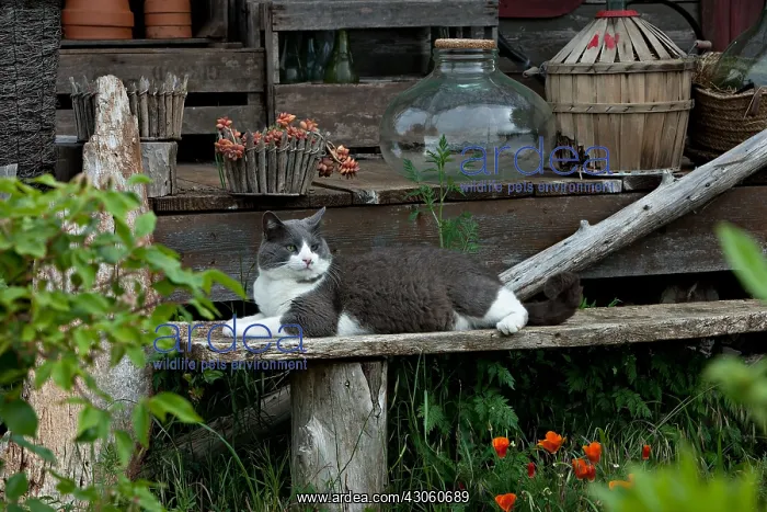  : Cat resting on a bench in front of a garden shed