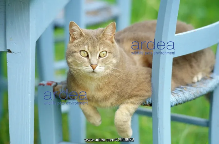  : CAT - resting on blue chair