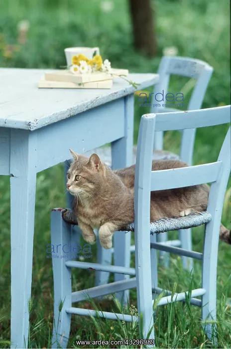: CAT - resting on blue chair : CAT - resting on blue chair