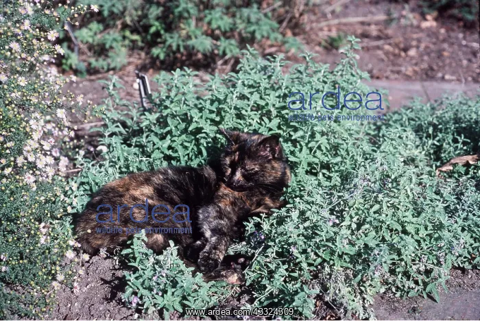 : CAT - resting in catmint / catnip : CAT - resting in catmint / catnip