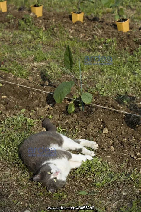 : Cat resting in front of a eggplant seedling in a garden : Cat resting in front of a eggplant seedling in a garden