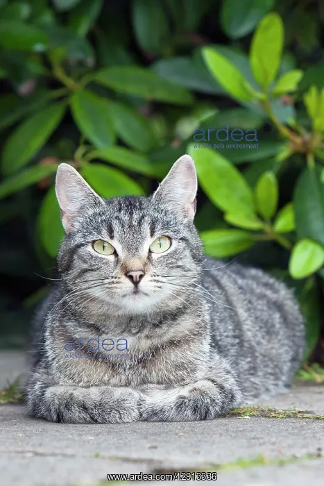 : Cat - resting in garden : Cat - resting in garden