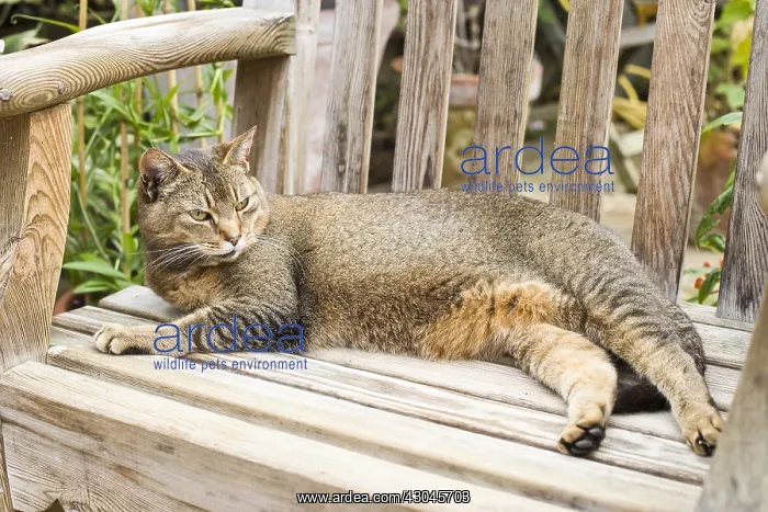 : Cat resting on garden bench - Norfolk UK : Cat resting on garden bench - Norfolk UK