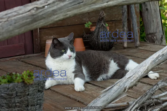 : Cat resting on a garden terrace : Cat resting on a garden terrace